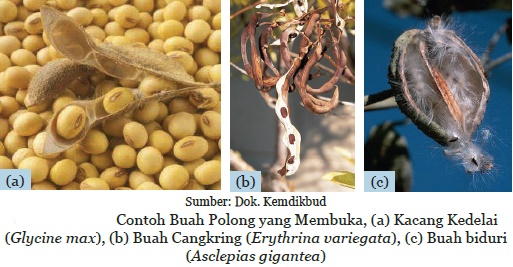 Sistem Gerak  Pada Tumbuhan dan Hewan